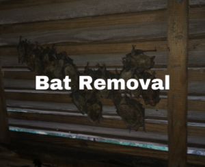 bat removal in Raleigh