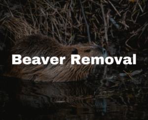 beaver removal in Raleigh