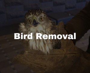 bird removal in Raleigh