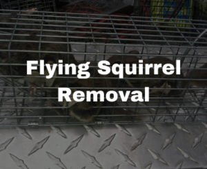 flying squirrel removal in Raleigh