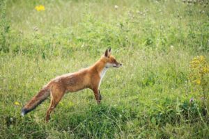 fox control and trapping