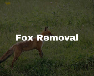 fox removal in Raleigh