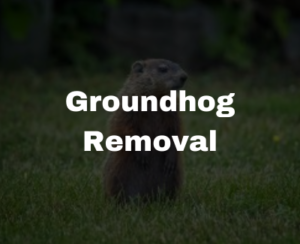 groundhog removal services in NC