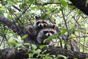 raccoon trapping professionals