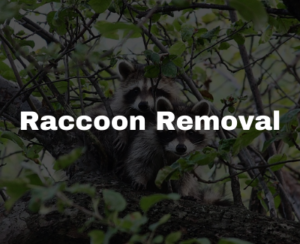 raccoon removal pros