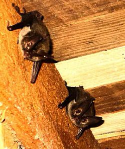 bat removal in raleigh north carolina