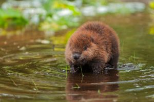 beaver removal in Raleigh NC