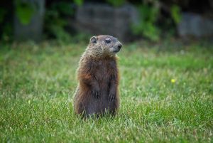 groundhog removal services