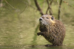 muskrat removal services