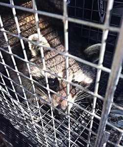 raccoon trapping - southern wildlife