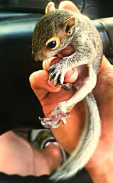 Squirrel removal company in NC